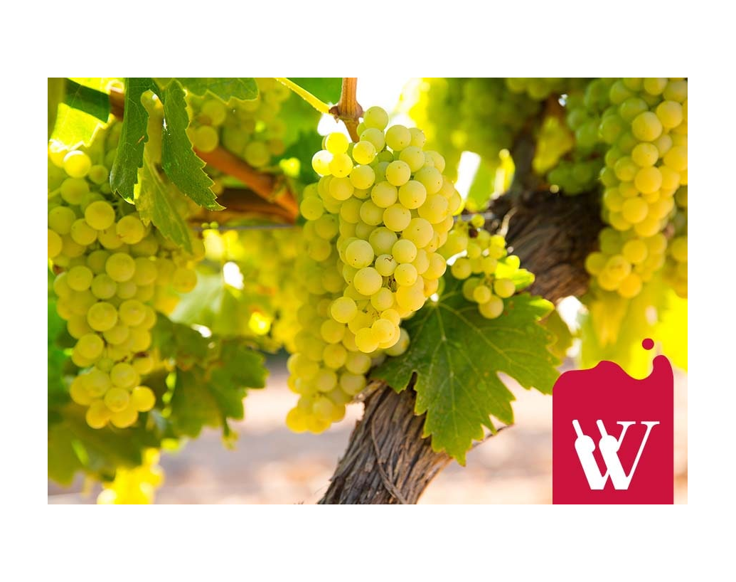 Chardonnay – szczep, o którym na pewno słyszałeś