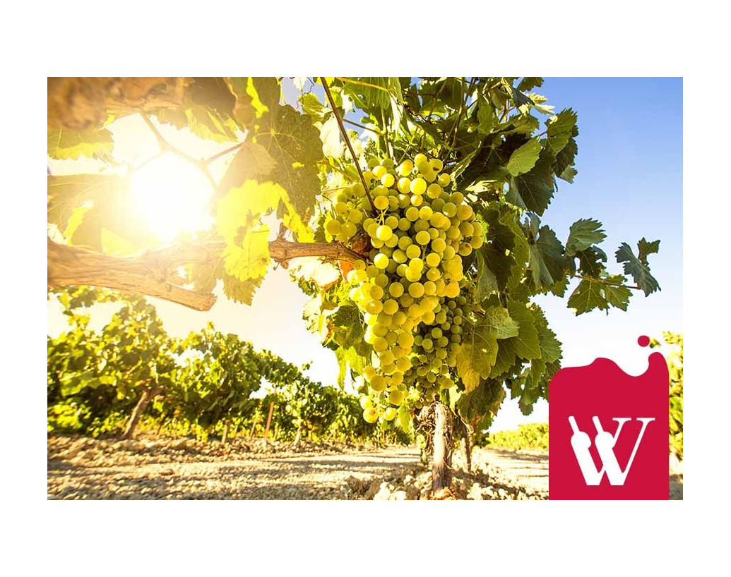 Sauvignon Blanc - wina z tego szczepu rozpozna każdy