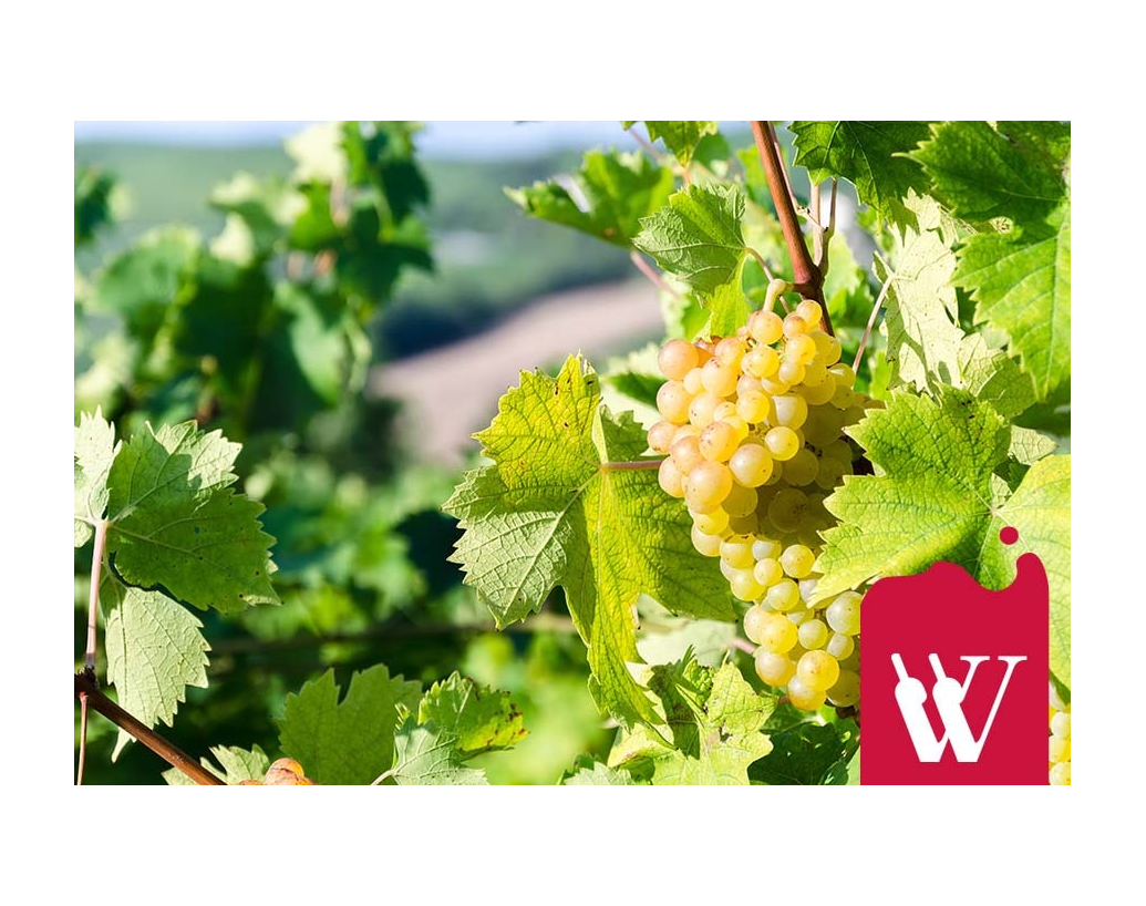Muscat i jego niezwykły aromat