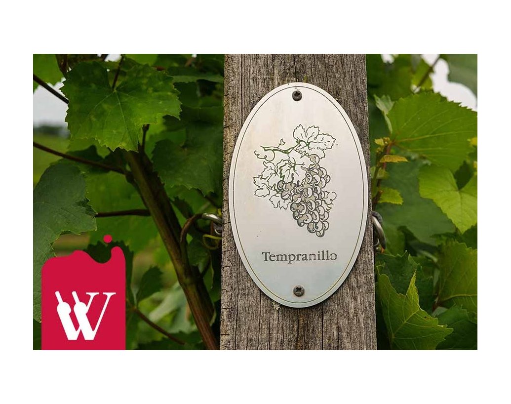 Tempranillo - hiszpańskie wino, które warto znać