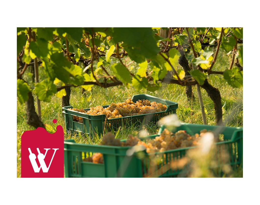 Traminer – wino, którego nie zapomnisz