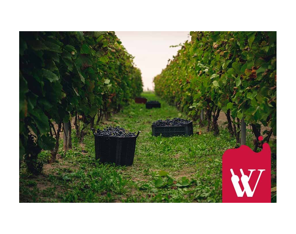 Unikalne wino gruzińskie - Kindzmarauli