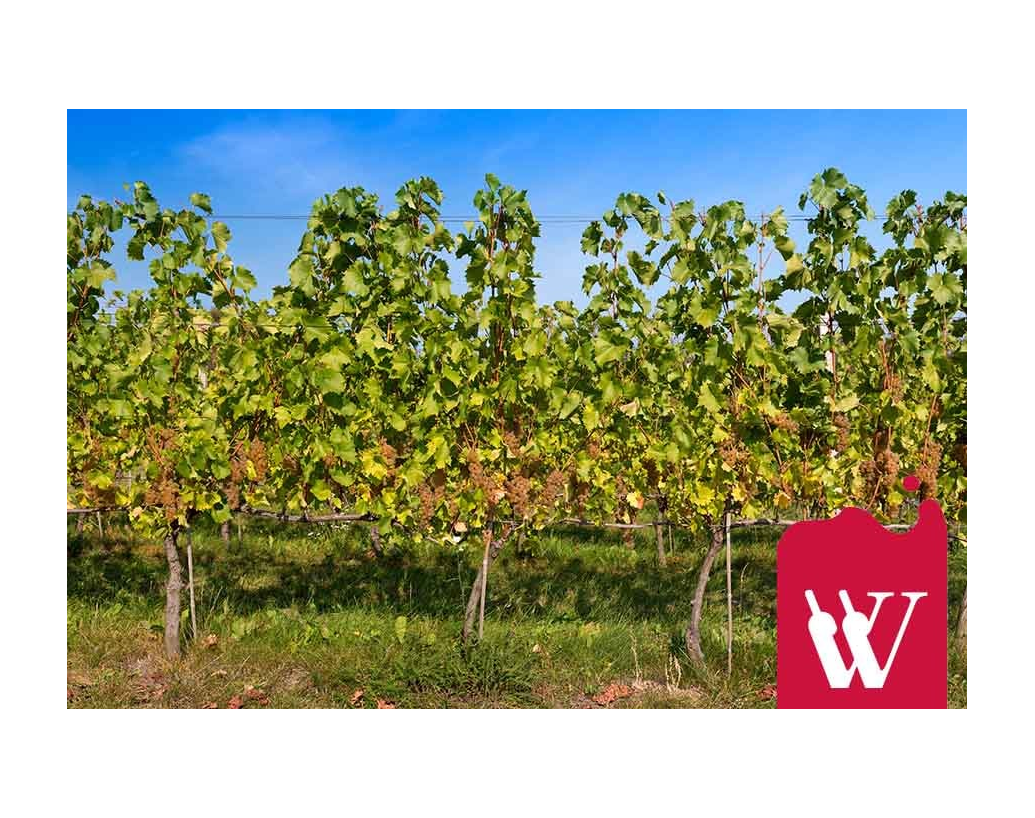 Furmint - wino węgierskie, które warto znać