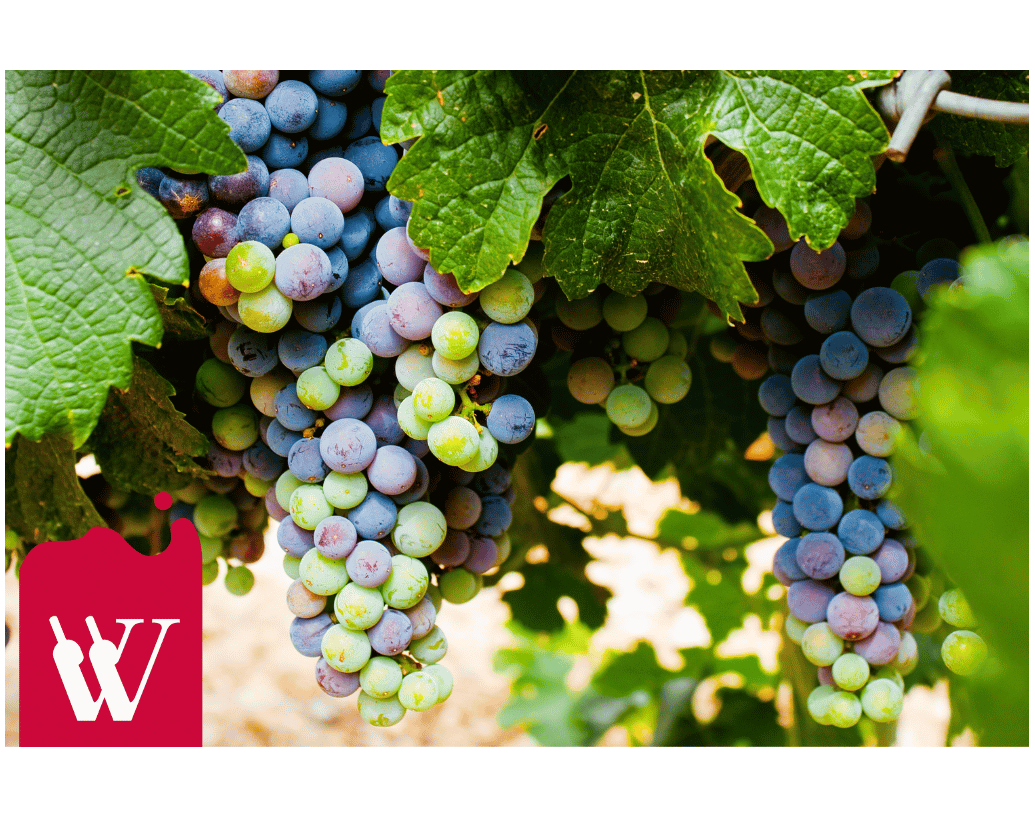  Pinot Noir i Merlot - duet wyjątkowych, czerwonych szczepów