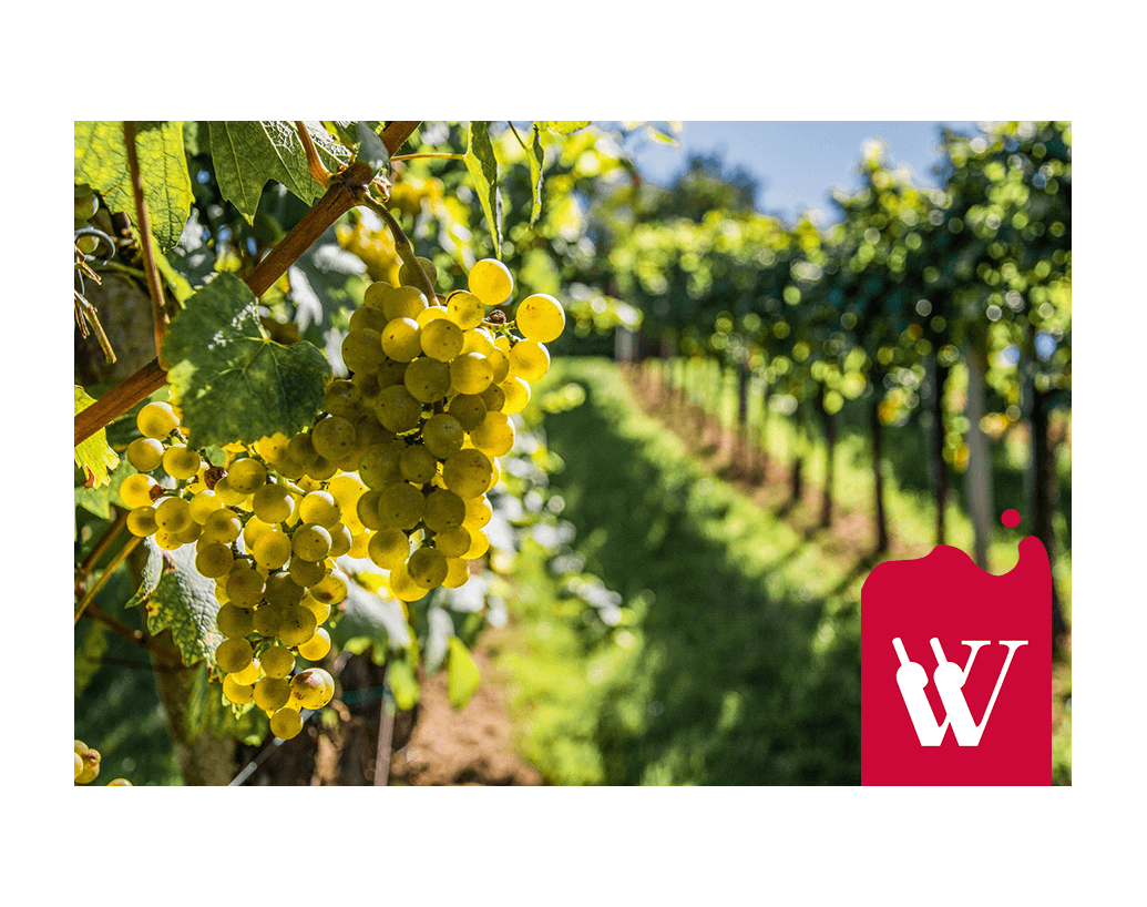 Wino na cały rok - Riesling Wino na cały rok - Riesling